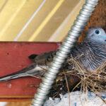 Dove who built nest in home garage and needs reparar puertas de garaje