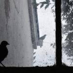 need reparación de puertas de garaje after a bird is stuck in the garage